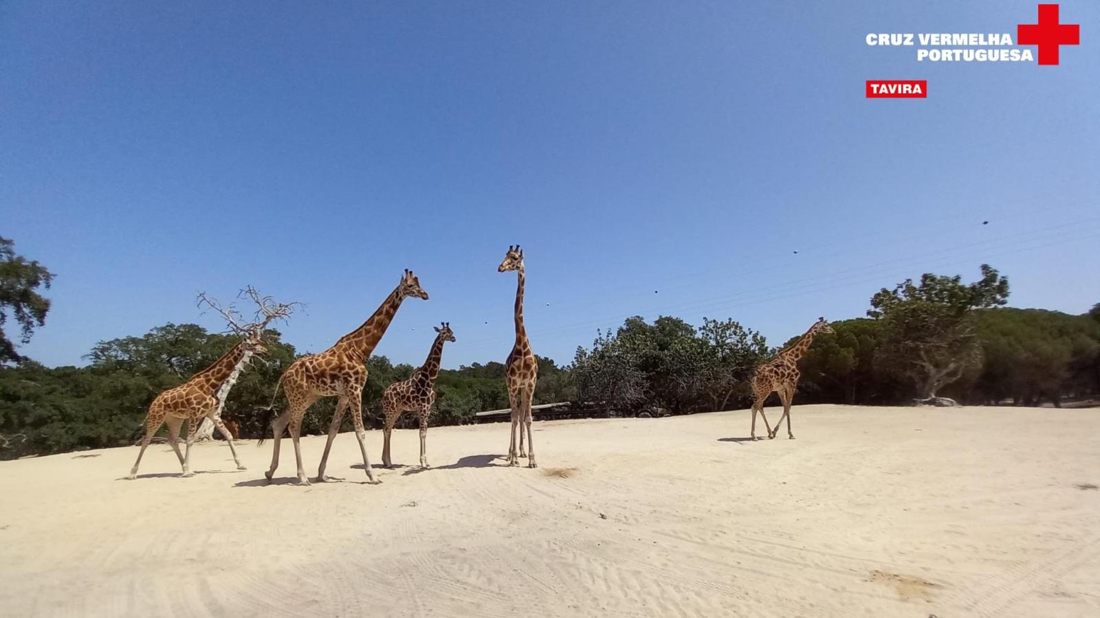 Visit to Badoca Safari Park - CAIC 